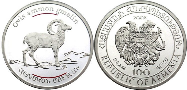 Zwierzęta Kaukazu - muflon